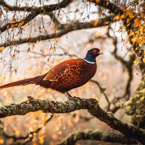 Pheasant Card – A. B. Snell & Son