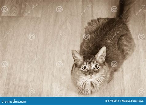 3643 Portrait Cat Top View Stock Photos Free And Royalty Free Stock