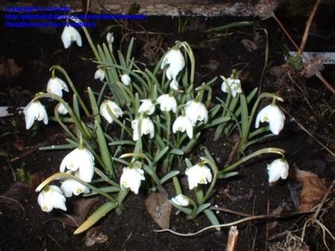 PlantFiles Pictures Double Common Snowdrop Flore Pleno Galanthus