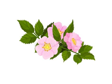 Tres Flores Rosadas En Un Fondo Blanco Ilustraci N Del Vector