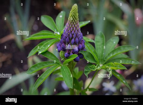 Large Leaved Lupine Hi Res Stock Photography And Images Alamy
