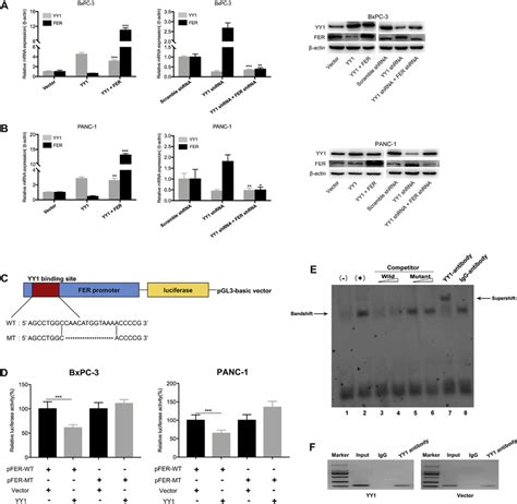 YY1 Directly Binds To The FER Promoter To Regulate The Expression Of