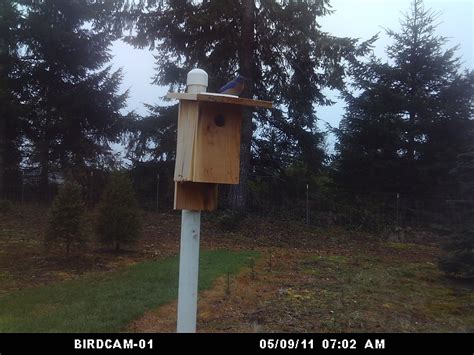 Sialia: The Bluebirds are nesting in the boxes