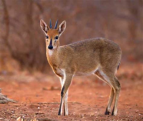 Grey Duiker