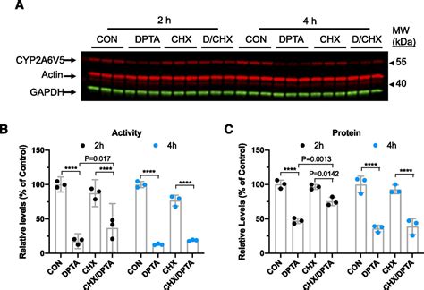 Nitric Oxide Mediated Degradation Of Cyp2a6 Via The Ubiquitin