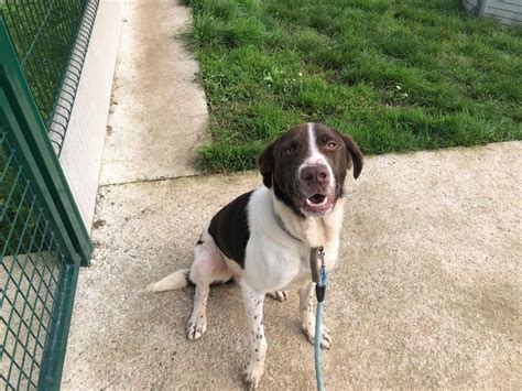 Adoption de Ciseaux qcn Indéfinie chien berger région Bretagne