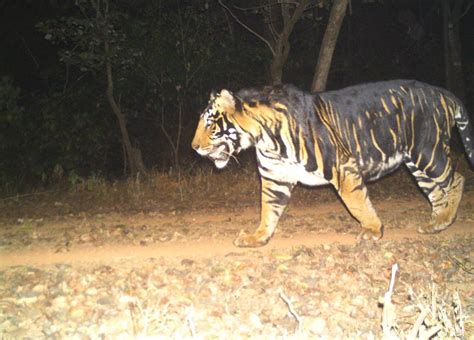 World’s first Melanistic Tiger safari to come up soon near Odisha’s ...