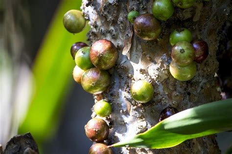 Conhe A Frutas Nativas Do Brasil E Seus Benef Cios Sa De Incr Vel