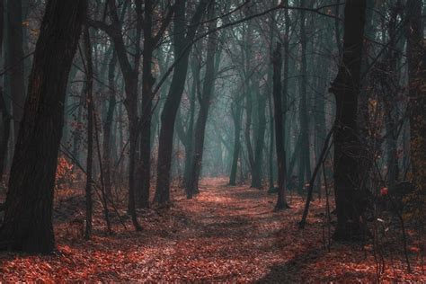 Bosque O Parque De Oto O Atmosf Rico Oscuro Y Brumoso Con Troncos De