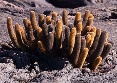 Lava Cactus A Pioneer Plant Endemic To Galapagos Grows On Young Lava Flows Кактус