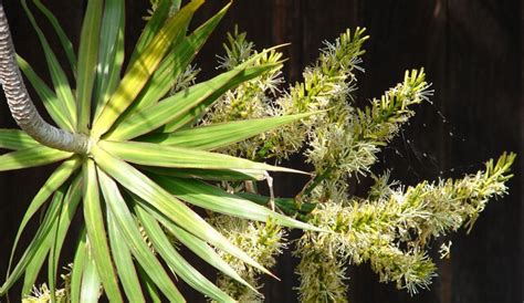 Dracena Marginata Revista De Flores Plantas Jardiner A Paisajismo