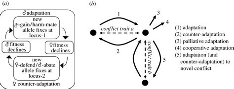 The Evolutionary Outcome Of Sexual Conflict Philosophical