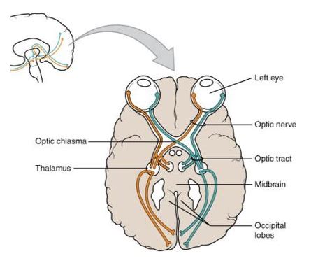 Chapt Nervous System Nervous Tissue Flashcards Quizlet