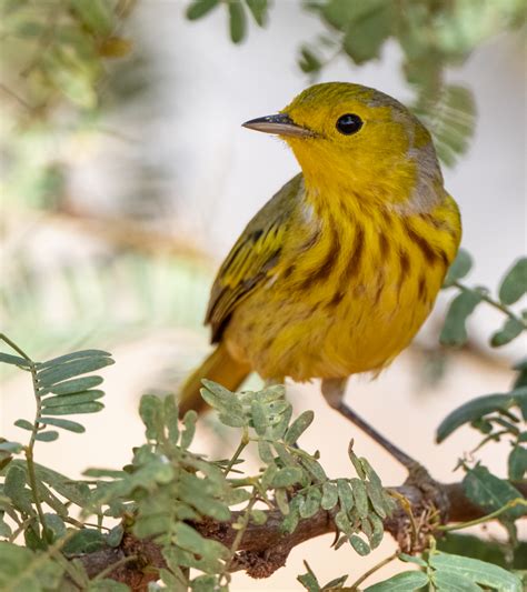 Yellow Warbler - Owen Deutsch Photography