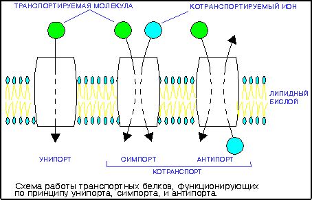 рис.6-48 Транспортные белки: унипорт, симпорт и антипорт