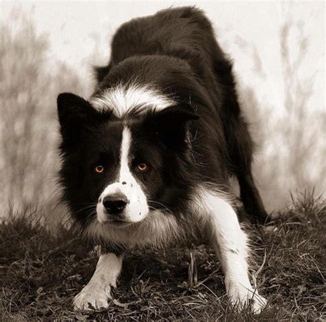 77 Border Collie Eyes L2sanpiero