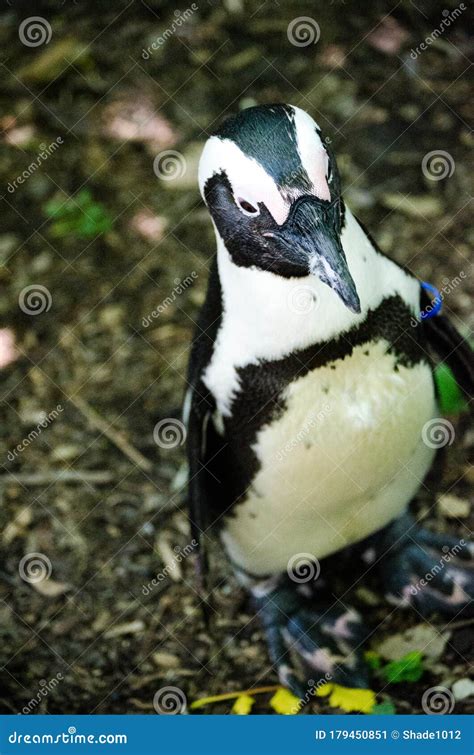 Baby Penguin Stock Photos - Download 2,643 Royalty Free Photos