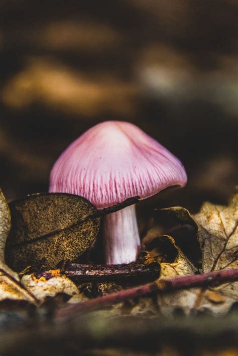 Pink Mushroom By Anna Simbula Stuffed Mushrooms Pink Mushroom