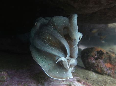 The Giant Cuttlefish » Evolution, minds, bodies, and the sea