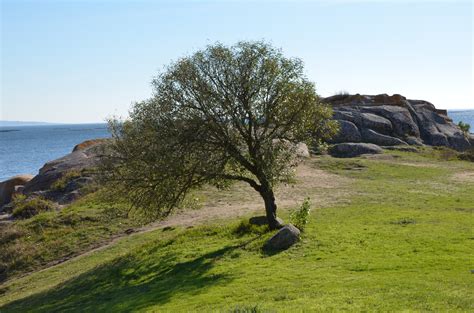 Banco De Imagens Panorama Mar Costa Rvore Natureza Grama Rocha