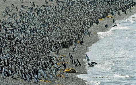 Arriban Los Primeros Pingüinos De Magallanes A La Reserva De Santa Cruz