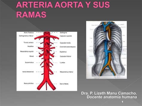 Aorta Y Sus Ramas Ppt