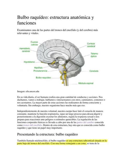Bulbo Raqu Deo Estructura Anat Mica Y Funciones Marianela Camar Udocz