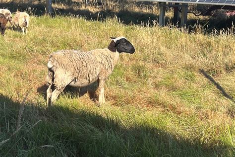 Solar Grazing Whats It All About Muddy Creek Solar