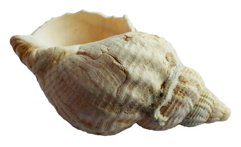 Sea Ocean Shell PNG Image - PurePNG | Free transparent CC0 PNG Image ...