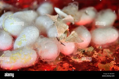 Silkworm eggs hi-res stock photography and images - Alamy