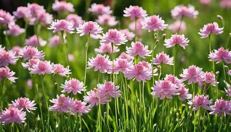 Pink Flowers in Idaho