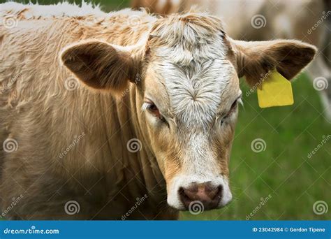 Young Simmental Bull With Yellow Ear Tag Stock Photo Image Of Bullock