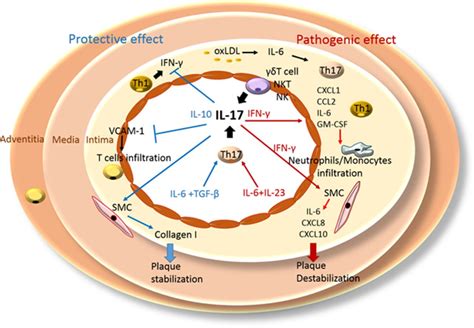 Il And Th Cells In Atherosclerosis Arteriosclerosis Thrombosis