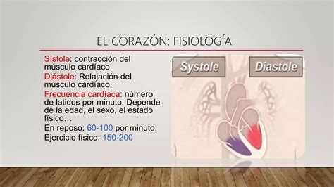 Sistema Cardiovascular Anatomia Topografica Ppt