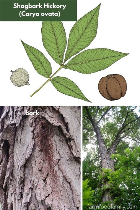 Types Of Hickory Trees Leaves Bark And Nuts Identification Guide