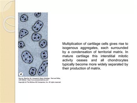 Histology Of Cartilage Ppt