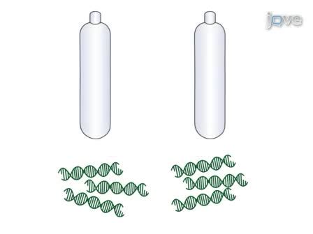 Dna Stable Isotope Probing Dna Sip