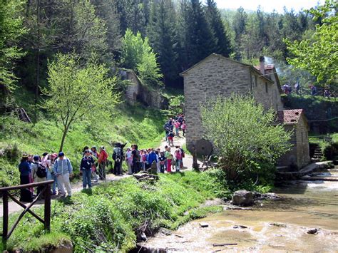 Parco Nazionale Delle Foreste Casentinesi Monte Falterona Campigna