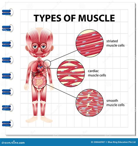 Types of Muscle Cell Diagram Stock Vector - Illustration of science, pathology: 208660987