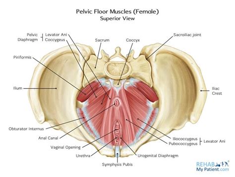 Muscles Of The Pelvic Floor Anatomy And Function Kenhub Atelier Yuwa