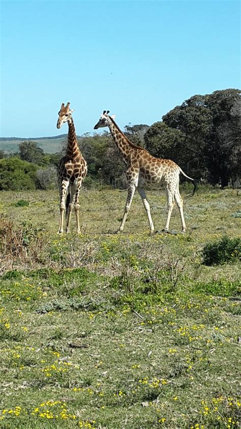 Giraffe Kragga Kamma Game Park, Port Elizabeth, South Africa | Africa, Port elizabeth, Elephant park