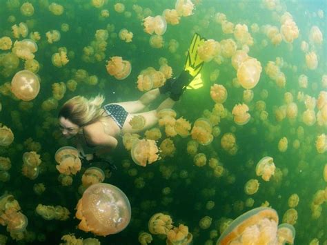 Swimming With Jellyfish In Palau One Of National Geographic S