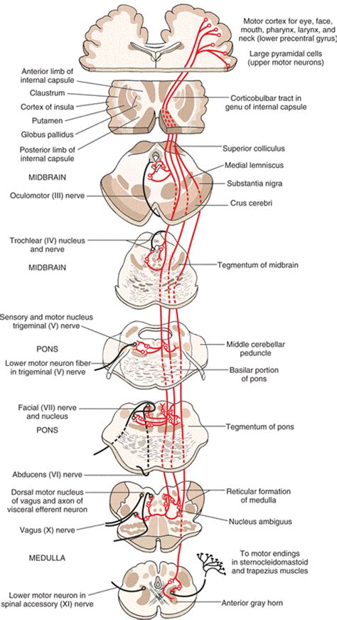 Projections Of Corticobulbar Fibers To Motor Nuclei Of Cranial Nerves