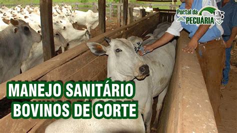 Manejo sanitário bovinos de corte EBOOK YouTube