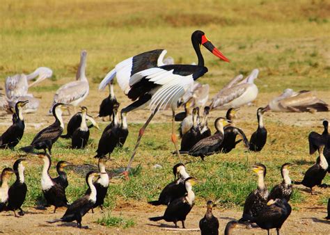 3 Day Birding In Akagera National Park Pamoja Tours And Travel