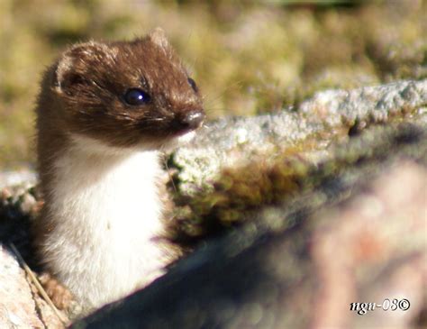 Vessla (Mustela nivalis) « bilder.ngn.nu
