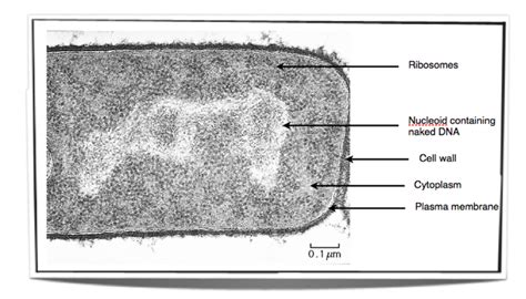 Prokaryotic Cell Picture Labeled - Anak Pak Lurah