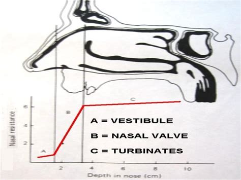 Physiology Of Nose P N S Dr Vishal