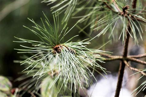 Identify Coniferous Trees By Examining Their Needles