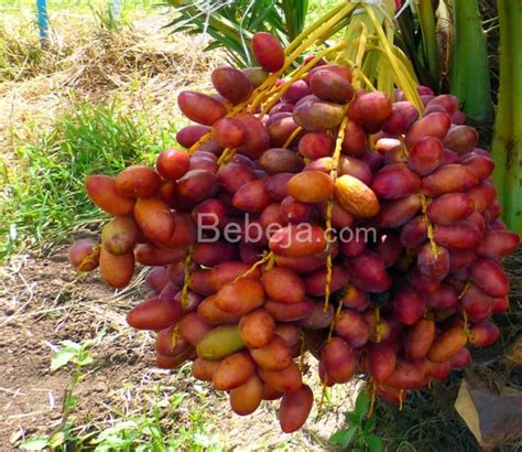 Cara Supaya Pohon Kurma Berbuah | Bebeja.com
